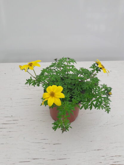 Bidens "Yellow charm"