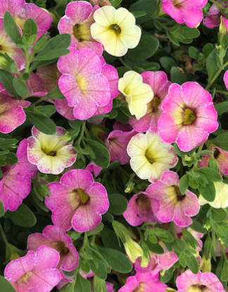 Calibrachoa ombre pink