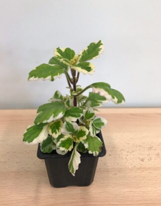 Plectranthus coleoides "Variegata"