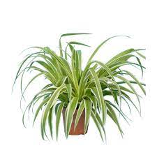 chlorophytum