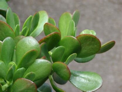 crassula